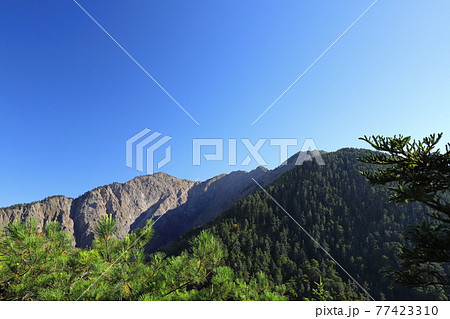 鶏冠 とさか クレスト 77423310