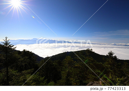 鶏冠 とさか クレスト 77423313