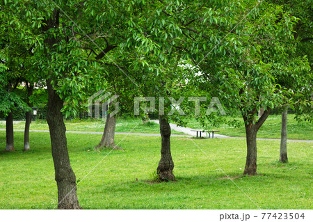 尾久の原公園の木の林の若葉と新緑 尾久の原公園の木の林の若葉と新緑 77423504