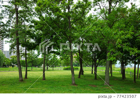 尾久の原公園の木の林の若葉と新緑 尾久の原公園の木の林の若葉と新緑 77423507