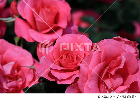 春の薔薇 77423887