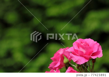春の薔薇 77423891