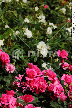 春の薔薇 春の薔薇 77423905