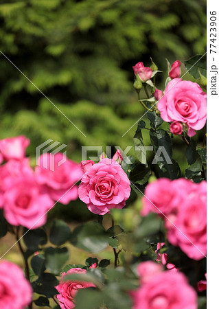 春の薔薇 77423906