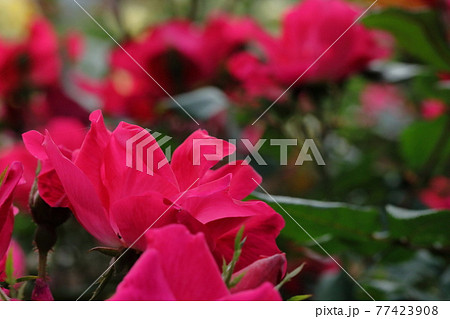 春の薔薇 77423908
