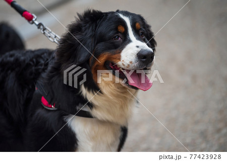 cute bernese mountain dog walking with owner cute bernese mountain dog walking with owner 77423928