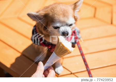 Cute Pomeranian puppy dog eat icecream 77423952