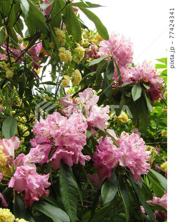 小さい黄色い花モッコウバラの花 小さい黄色い花モッコウバラの花 77424341