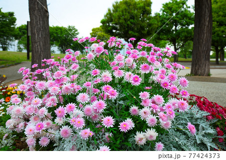 尾久の原公園の花壇 ピンク色のマーガレット 尾久の原公園の花壇 ピンク色のマーガレット 77424373