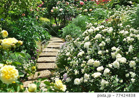 薔薇に囲まれた石畳 77424838
