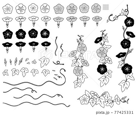 朝顔01-線画のイラスト素材 [77425331] - PIXTA