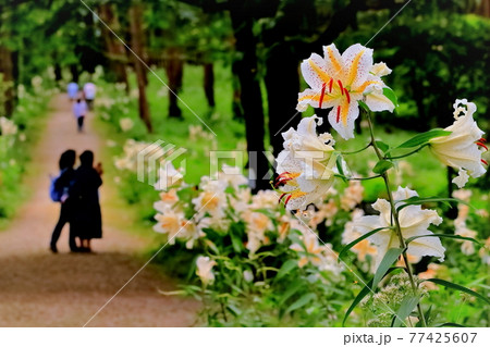 林道に咲く美しい山百合 77425607