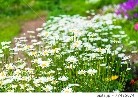 春の花壇 フランス菊の写真素材