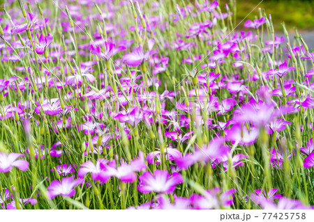 春の花壇 ムギセンノウの花 春の花壇 ムギセンノウの花 77425758