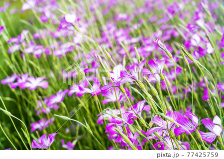 春の花壇 ムギセンノウの花 春の花壇 ムギセンノウの花 77425759