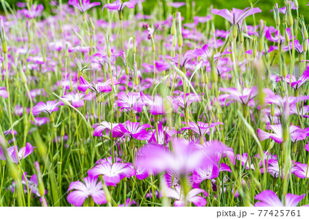 春の花壇 ムギセンノウの花 春の花壇 ムギセンノウの花 77425761