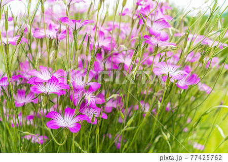 春の花壇 ムギセンノウの花 春の花壇 ムギセンノウの花 77425762