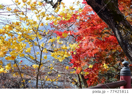 日本、栃木県日光。秋の山の紅葉。真っ赤な樹木と葉っぱ 77425811