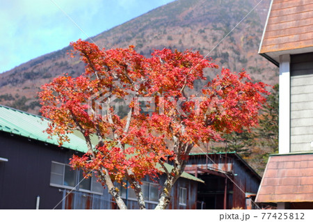日本、栃木県日光。秋の山の紅葉。真っ赤な樹木と葉っぱ 日本、栃木県日光。秋の山の紅葉。真っ赤な樹木と葉っぱ 77425812