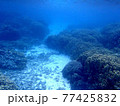 海の中 77425832