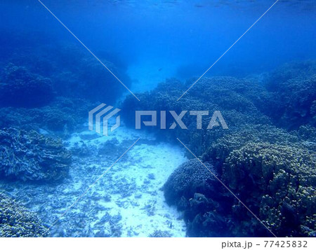 海の中 77425832