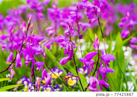 ペチコート水仙の咲く花壇 ペチコート水仙の咲く花壇 77425887