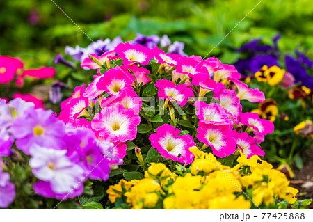 春の花壇　ペチュニアの花びら 77425888