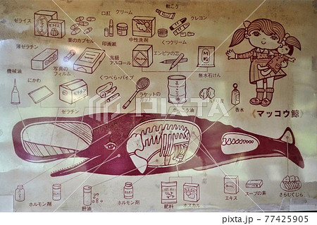 図解 マッコウクジラの使われ方一覧 図解 マッコウクジラの使われ方一覧 77425905