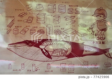 図解 ナガスクジラの使われ方一覧 図解 ナガスクジラの使われ方一覧 77425906