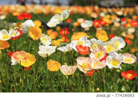 アイスランドポピー9543- 77426063