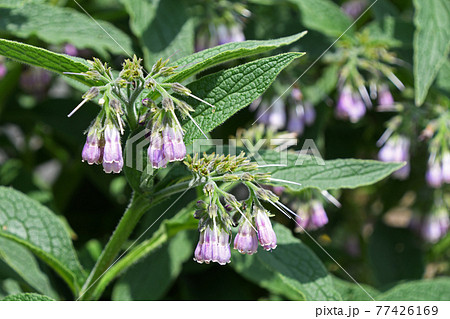 ヒレハリソウ（鰭玻璃草） 77426169