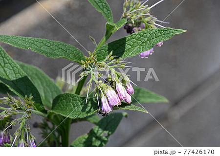 ヒレハリソウ（鰭玻璃草） 77426170