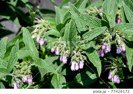 ヒレハリソウ(鰭玻璃草) ヒレハリソウ(鰭玻璃草) 77426172