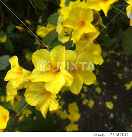黄色い花 黄色い花 77426312