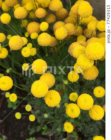 丸い花 黄色い丸い花の写真素材