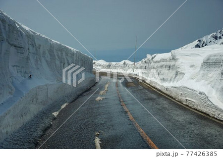 春の立山高原道路 77426385