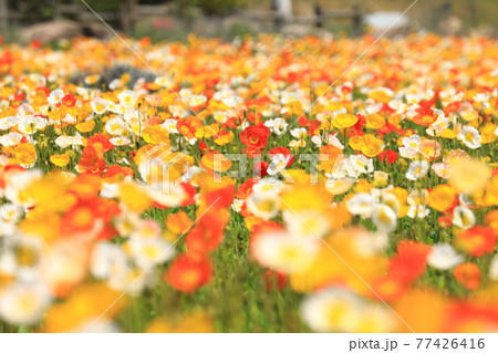 アイスランドポピー9475 77426416