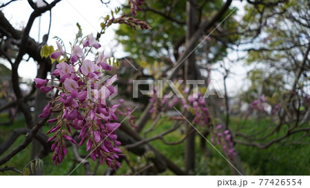朝の晴天に咲く藤の花 77426554