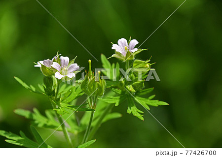 アメリカフウロ（亜米利加風露） 77426700