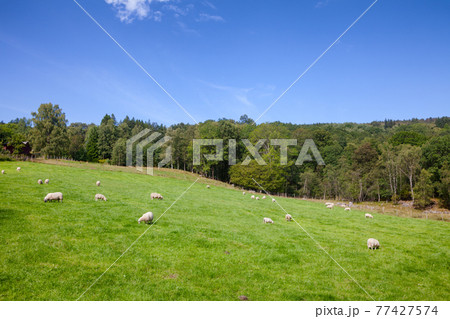 Norwegian rural landscape with grazing free range sheep Norwegian rural landscape with grazing free range sheep 77427574