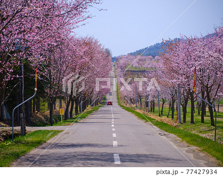 中札内村の桜 中札内村の桜 77427934