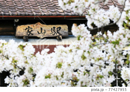 春の家山駅（大井川鉄道） 77427955