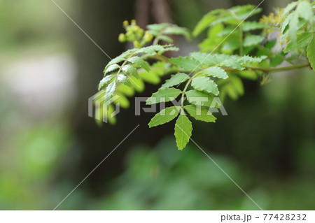 山椒の若葉の写真素材