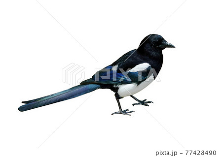 カササギ 鳥 新しい 77428490