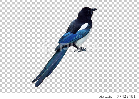 Magpie, Nukki Magpie, Nukki 77428491