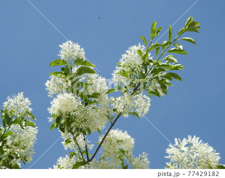 満開の「ナンジャモンジャ」の花 満開の「ナンジャモンジャ」の花 77429182