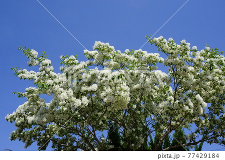 満開の「ナンジャモンジャ」の花 満開の「ナンジャモンジャ」の花 77429184