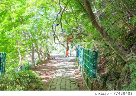 新緑のトンネルを抜けた先に見える鳥居 新緑のトンネルを抜けた先に見える鳥居 77429403