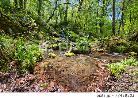 春の奥入瀬渓流につながる道路脇の流れ 春の奥入瀬渓流につながる道路脇の流れ 77429502