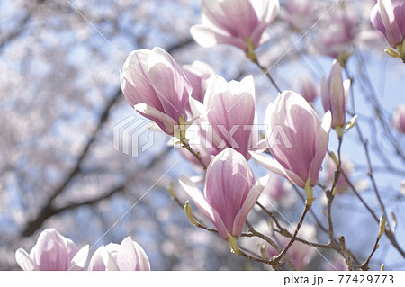 マグノリア 77429773